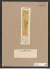 Navicula inelegans Grove et Sturt. (de-Toni-Nr.: Genus 1, Species 92) Zeichnungen Sammlung Grunow Nr. 217 (NHMW-BOT-W0366464)